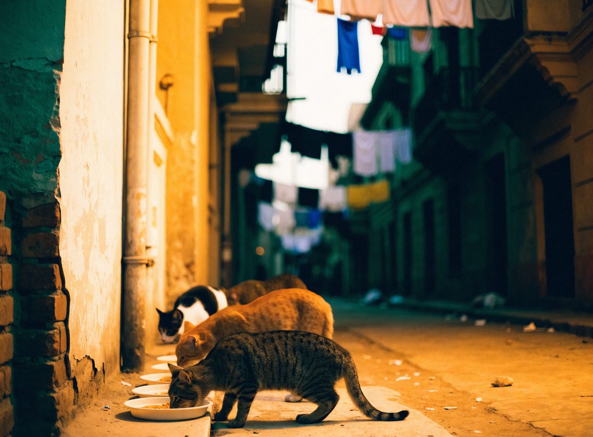 Street cats eating from trays in a quiet alley at dusk