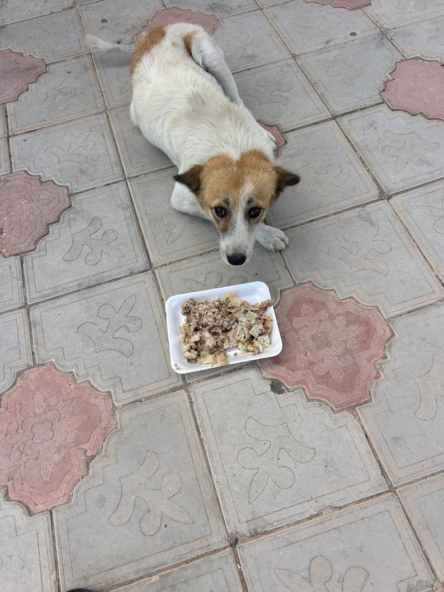A white and tan street dog lying beside a plate of food on a tiled pavement