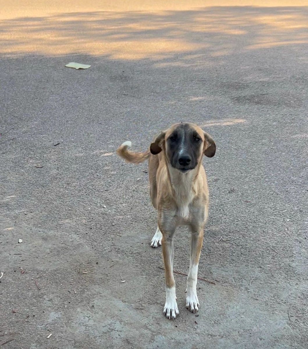 A young tan street dog with a dark face standing on a dusty road, looking at the camera