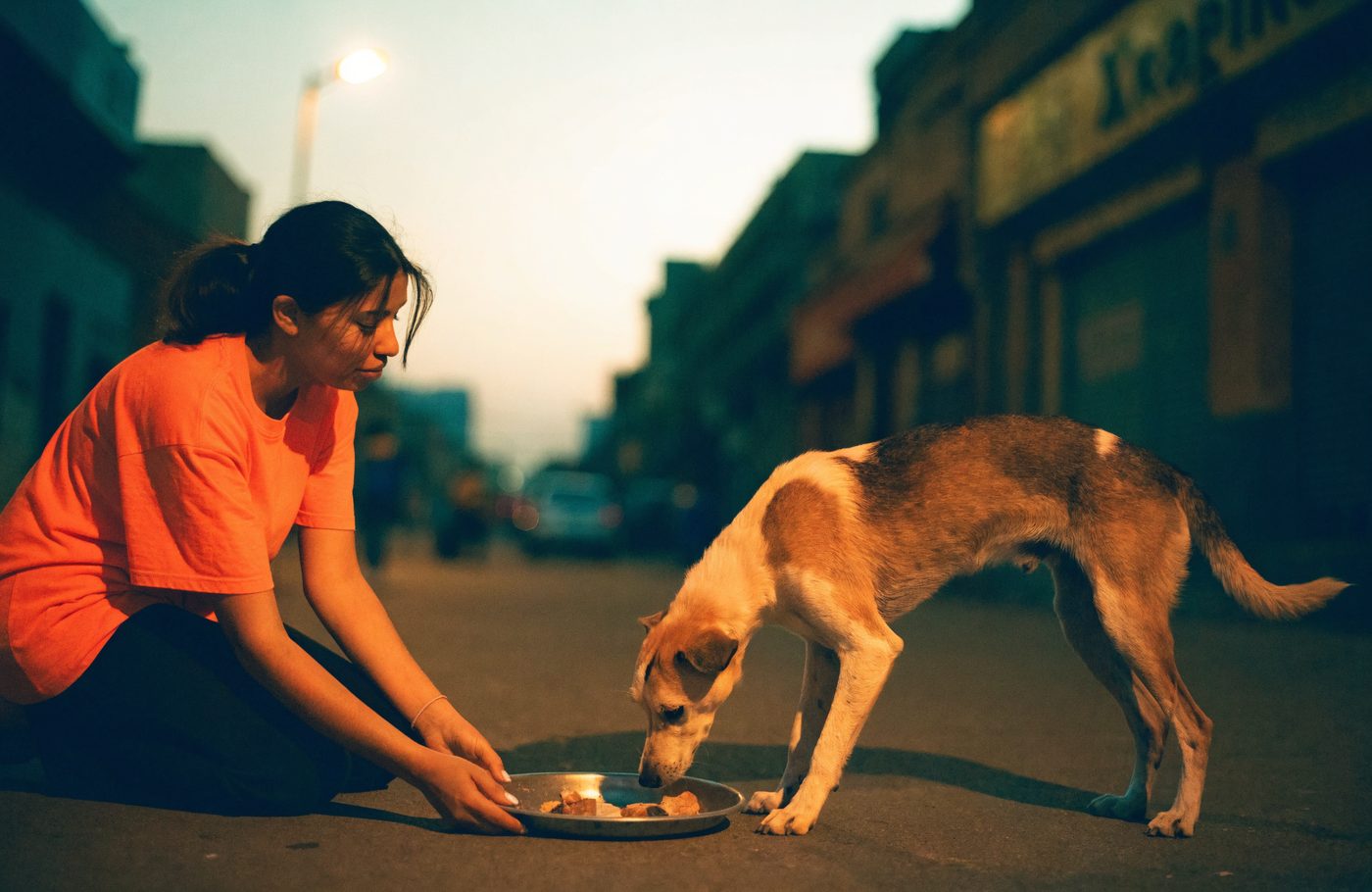 A volunteer setting down a tray of food for a street dog at dusk